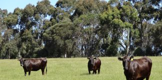 Gina Rinehart invests in beef industry