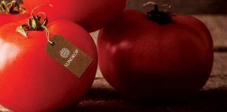 KKR invests $100m in agribusiness Sundrop Farms Holding