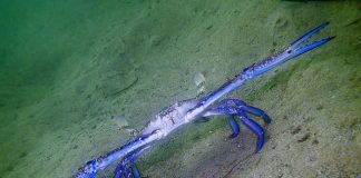 Temporary commercial crab closure for metropolitan waters