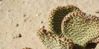 27 species of opuntioid cacti added to WA’s declared pest list