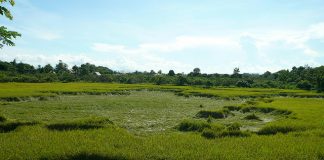 Assistance for growers affected by Sunraysia storm now available