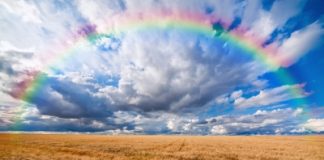 New crop research facility at Hamilton to boost grain production in high rainfall zones