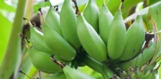 Disease-stricken farms send out first banana shipments