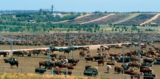 New CSIRO tool to substantially reduce cattle transport costs in Australia