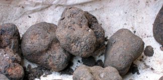 New research project to boost WA growing truffle industry