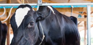 NT Port of Darwin achieves new record for live cattle exports in 2014/15