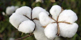 Beef producer Stanbroke proposes $200m cotton farm