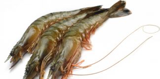 Project Sea Dragon granted major project status