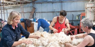 Kangaroo Island signs deal with Australian Wool Network