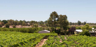 Table grape exports to Japan grow tenfold as demand continues to rise