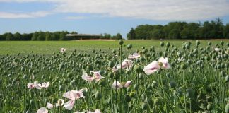 NT’s first commercially grown opium poppy crop almost ready for harvest