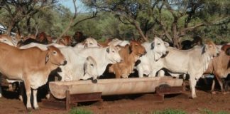 Beef grants up for grabs in WA
