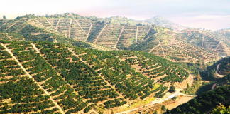 Dongfang to reap benefits of largest harvest to date