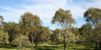 Wild sandalwood contracts now open for tenders