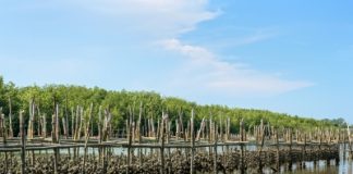 Tasmanian Government announces $7.6m support for oyster farmers