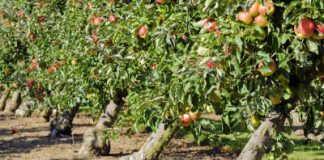 New generation burgundy-coloured apple to hit the stores in coming weeks