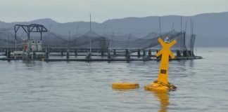 Tasmanian Government announces policy changes to support the growth of salmon farming