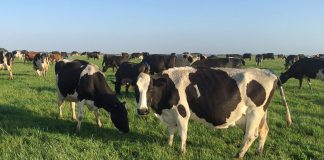 Beston invests in prized milk protein production
