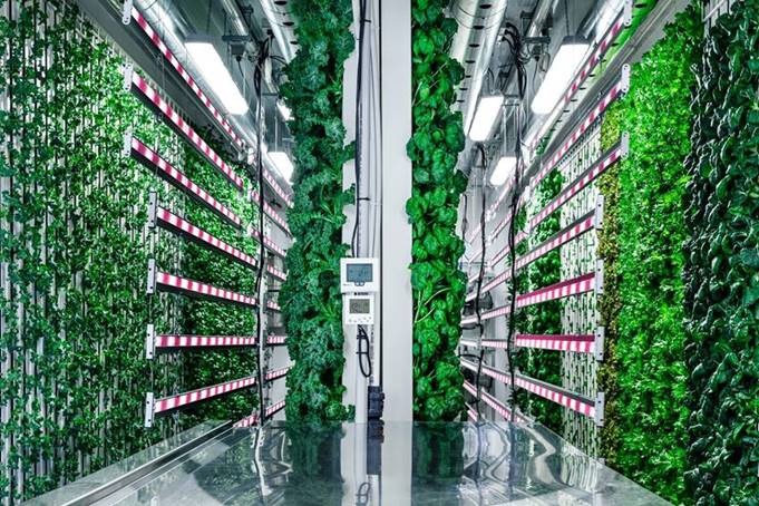 A modular farm in Brisbane using high-tech horticulture.