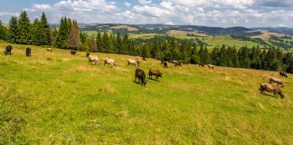 Amid 2020 challenges, Aussie farmers set to enjoy profitable year ahead