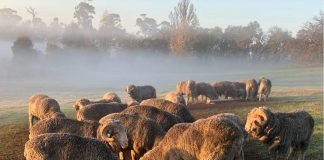 No increase in the award of shearers and shed hands: WoolProducers