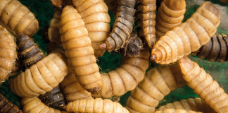 Insect protein as animal feed creating global buzz