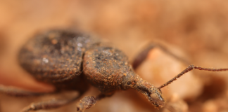 From fish to ants: 139 new species named by CSIRO