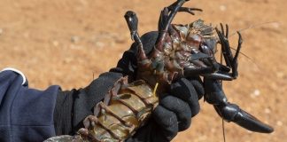 Harvey Dam to be stocked with 100,000 marron