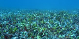 Unravelling the mystery of green doughnuts on the Great Barrier Reef