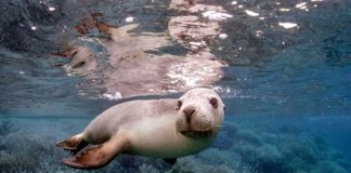 DNA reference library a game-changer for environmental monitoring