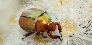 Where have all the Christmas beetles gone?