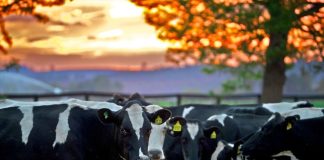 Agri Green Loan enquiries on the up