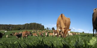 Farmers in crisis: new research shows mental health of Australian farmers declined over past years