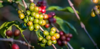 Climate hazards could impact global coffee supply, research found