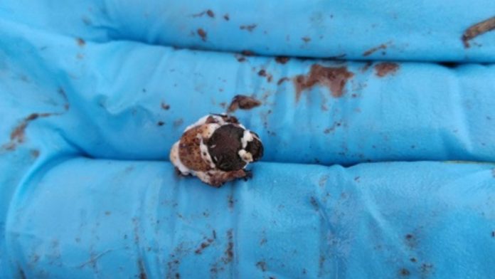 Dung-beetle-O-vacca-infected-with-beauveria-close-up-on-blue-glove-credit-CSIRO (1)