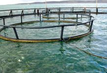 2022 Australian fisheries and aquaculture GVP increased to $3.42b