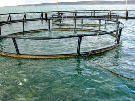 2022 Australian fisheries and aquaculture GVP increased to $3.42b