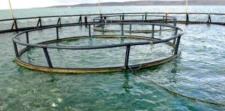 2022 Australian fisheries and aquaculture GVP increased to $3.42b